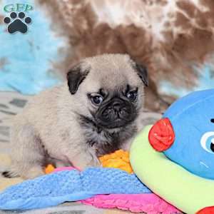 Monty, Pug Puppy